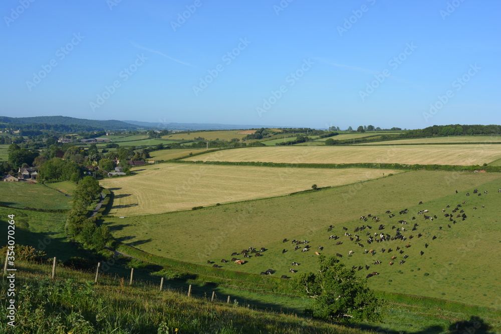 Agricultural landscape between Oborne and Poyntington in the summer, with a field of cattle grazing. Sherborne, Dorset, England