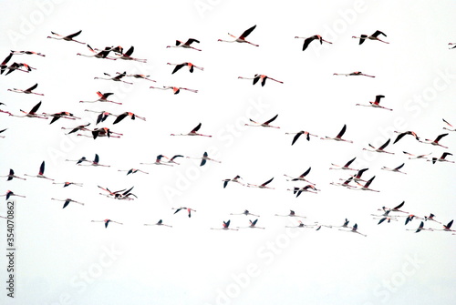flock of flemingoes birds flying