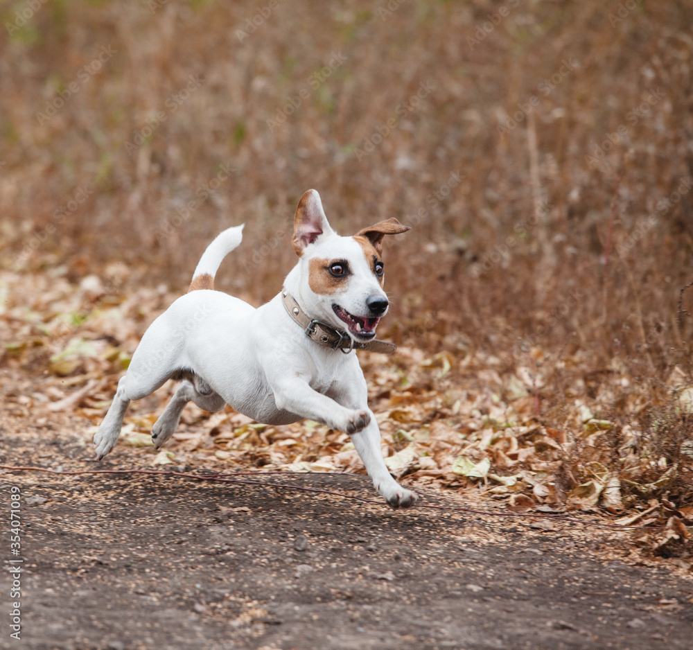 Running dog at autumn
