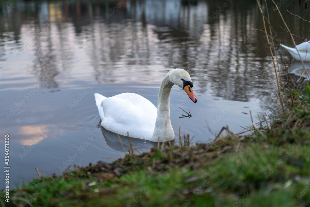 Weißer Schwan schwimmt alleine am Seerand bei Abendlicht. Klares Wasser, Bäume ohne Blätter, Zweige, Schwan im Zentrum. Neuhaus-Schierschnitz, Thüringen, Deutschland. Weißer Schwan schwimmt alleine am Seerand bei Abendlicht. Klares Wasser, Bäume ohne Blätter, Zweige, Schwan im Zentrum. Neuhaus-Schierschnitz, Thüringen, Deutschland.