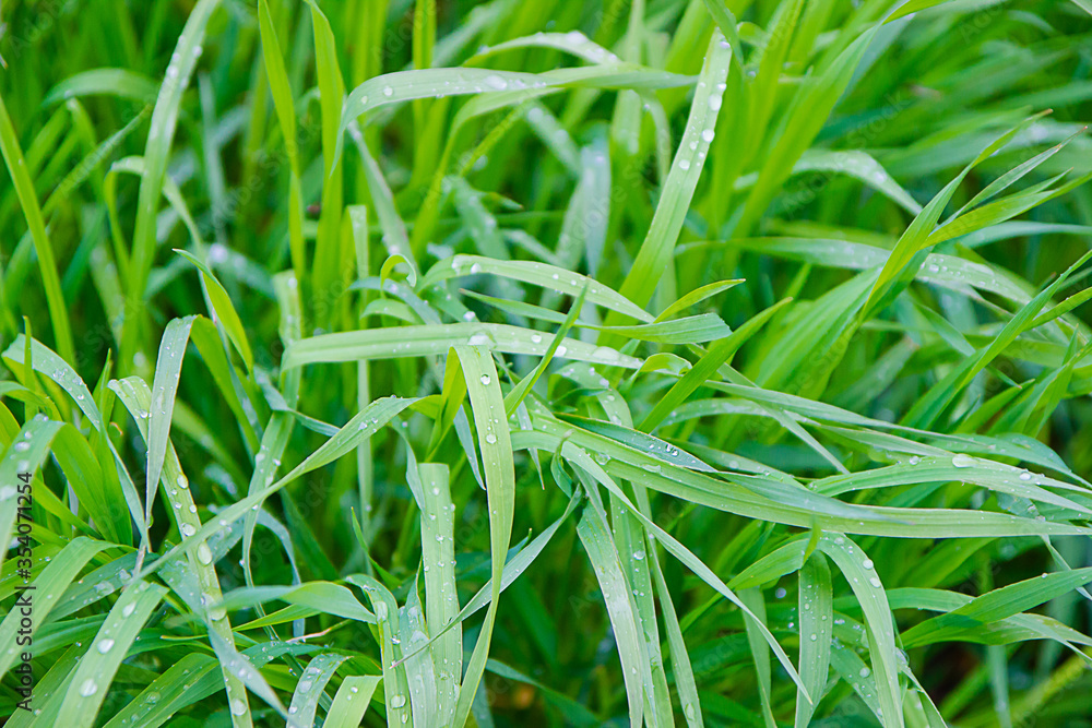 fresh juicy green grass with raindrops, closeup, selective focus fresh juicy green grass with raindrops, closeup, selective focus
