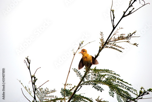 baby baya wiever bird on branch with food in mouth photo