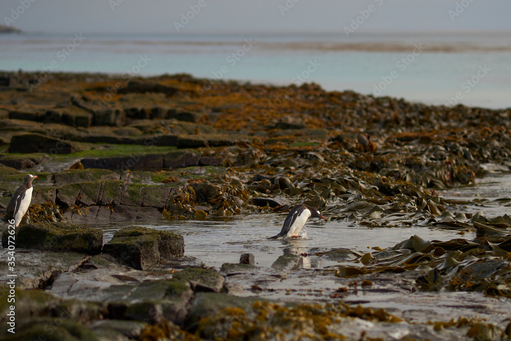 Obraz premium Gentoo Penguin (Pygoscelis papua) heading to sea early in the morning on a rocky kelp strewn beach on Bleaker Island in the Falkland Islands.