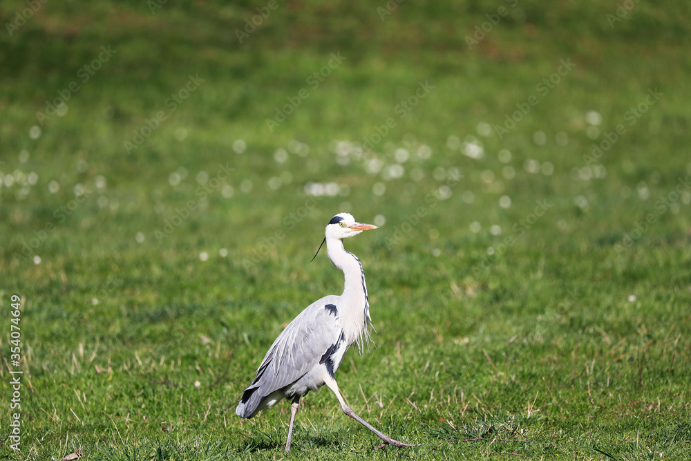 Grey Heron (Ardea cinerea), Graureiher on a meadow Grey Heron (Ardea cinerea), Graureiher on a meadow