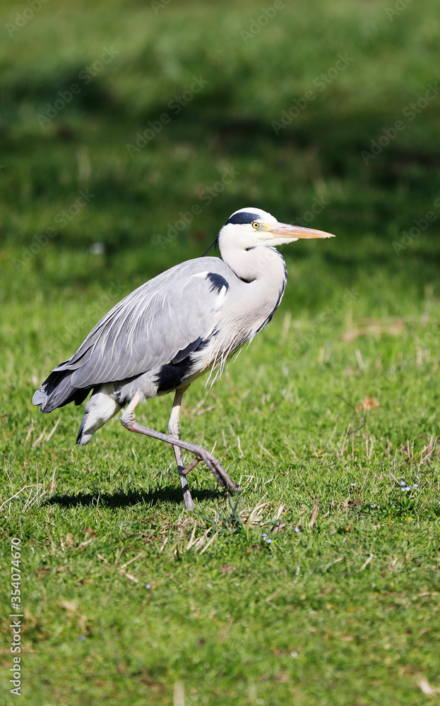 Grey Heron (Ardea cinerea), Graureiher on a meadow Grey Heron (Ardea cinerea), Graureiher on a meadow