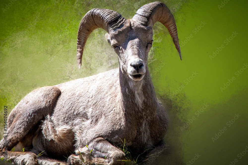 big horns on a mountain sheep looking straight ahead. Copy space on textured background. One wildlife animal
