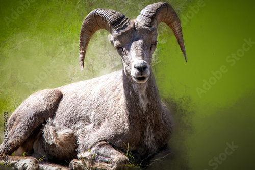 big horns on a mountain sheep looking straight ahead. Copy space on textured background. One wildlife animal 