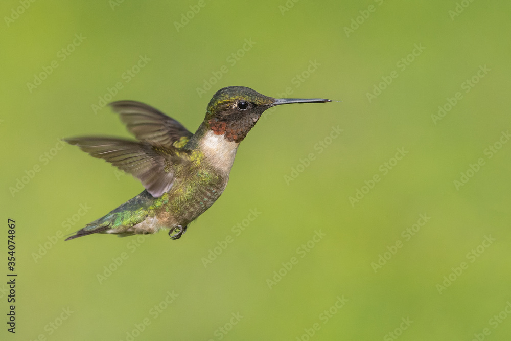 Fototapeta premium Ruby-throated Hummignbird