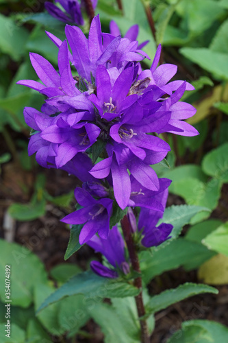 Clustered bellflower  Campanula glomerata . Called Dane s blood also