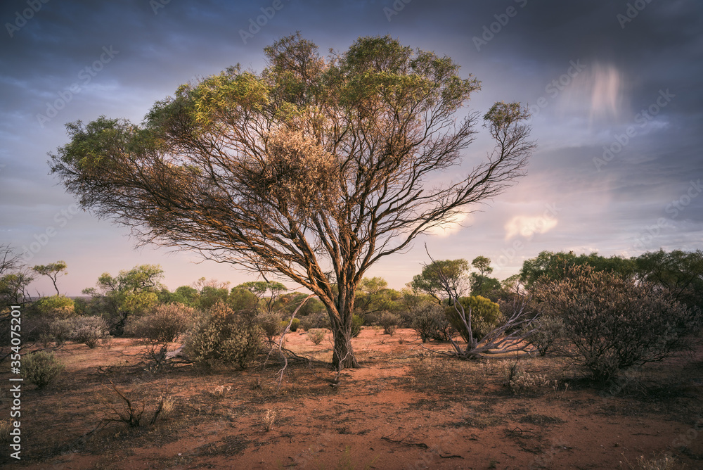 Great Western Woodlands in the outback during sunset in Western Australia