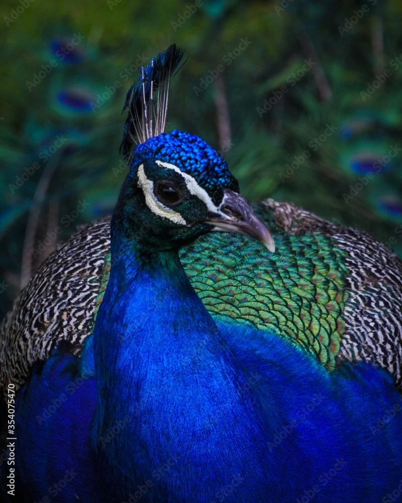Close up of peacock face and feathers Close up of peacock face and feathers