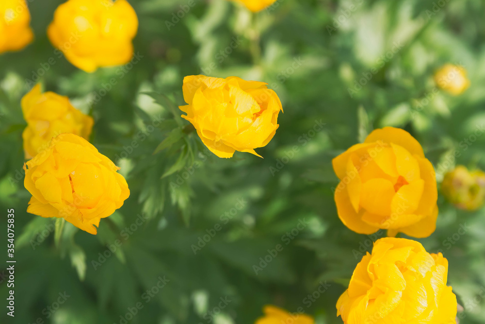 Yellow flowers buttercups in green foliage. The view from the top. Yellow flowers buttercups in green foliage. The view from the top.