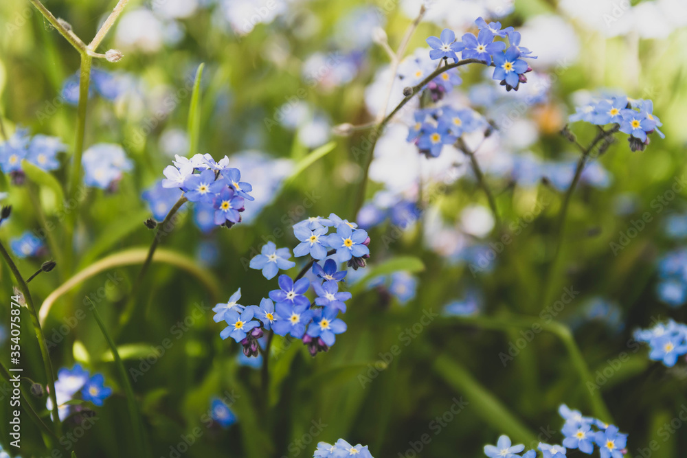 Delicate blue, lilac forget-me-nots bloomed in the meadow. Original brown tinted glass.