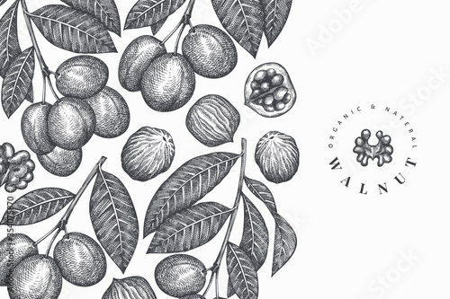 Hand drawn sketch walnut design template. Organic food vector illustration. Vintage nut illustration. Engraved style botanical background.