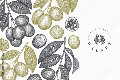 Hand drawn sketch walnut design template. Organic food vector illustration. Vintage nut illustration. Engraved style botanical background.