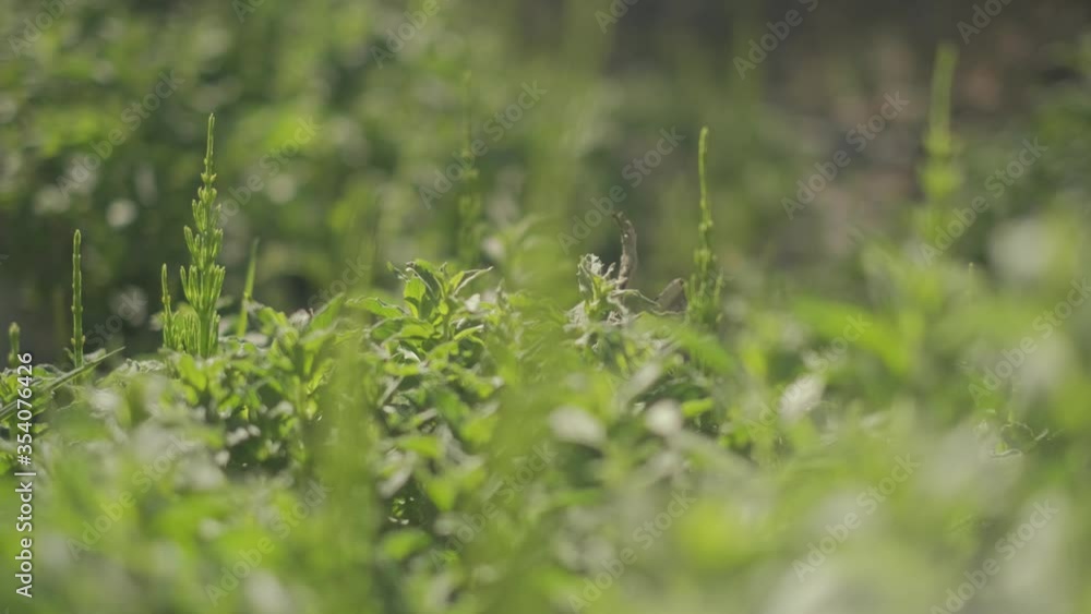 herbs of the himalayas in the wild herbs of the himalayas in the wild