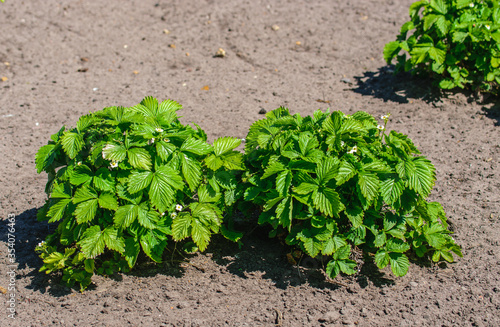 Blooming green garden strawberry Bush in summer