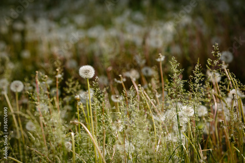 field of dandelions with seeds on a green background