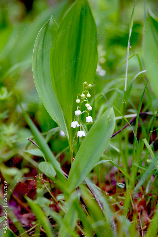 Obraz premium beautiful flowers of the Lily of the valley in the spring Belarusian forest