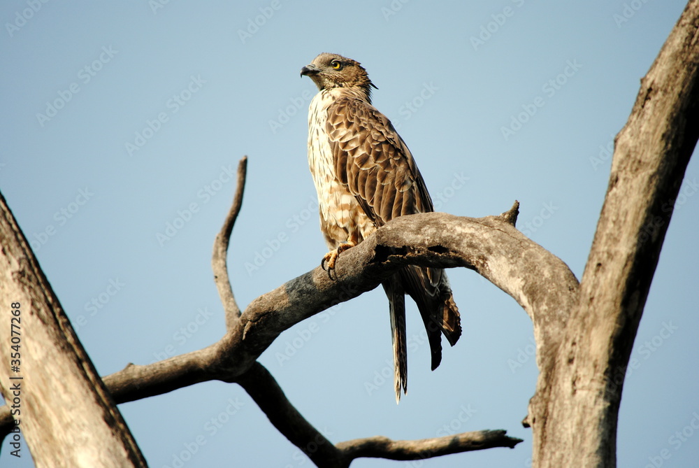bird of prey bird of prey