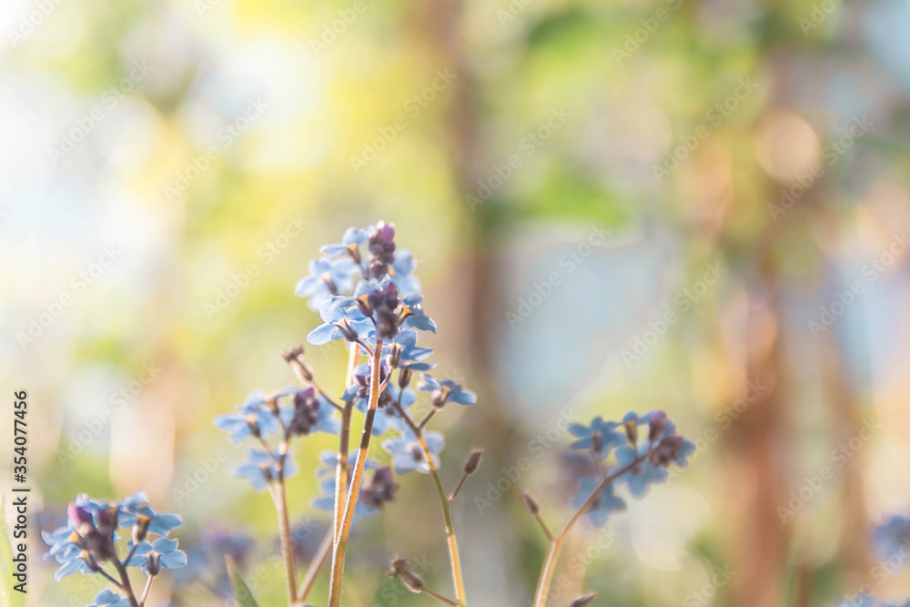 Fresh pleasant flowers of forget-me-nots are illuminated by light sunlight. Fresh pleasant flowers of forget-me-nots are illuminated by light sunlight.
