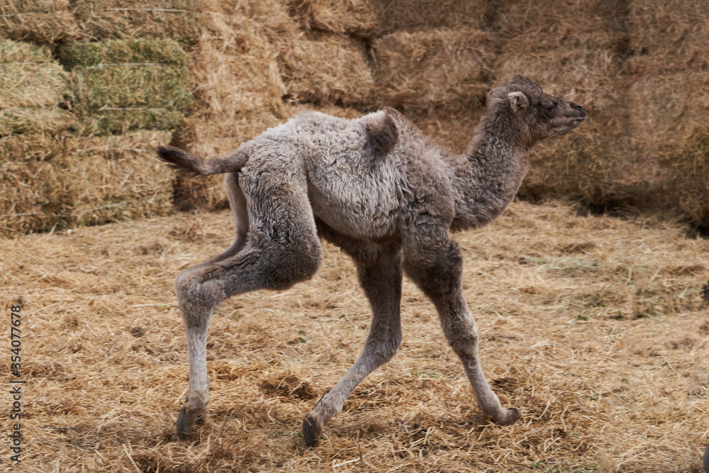 Fototapeta premium Bactrian camel family. Camel on camel farm with haystacks