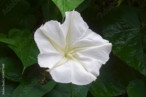 Tropical white morning glory (Ipomoea alba). Called Moonflower and Moon vine also photo
