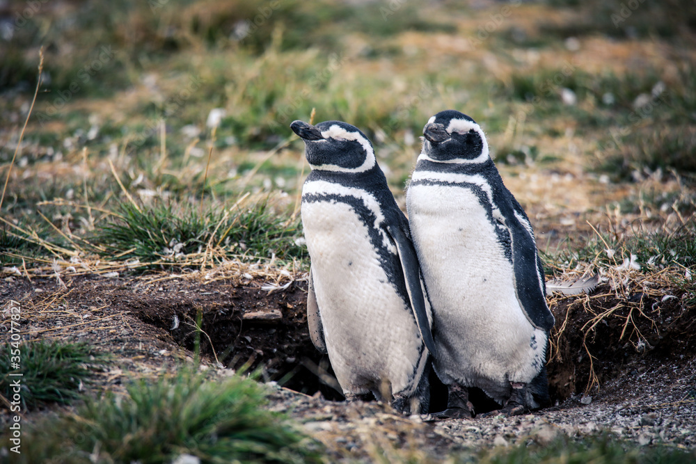 Fototapeta premium The Magellanic penguins in the Natural Sanctuary on the Magdalena Island, Chile