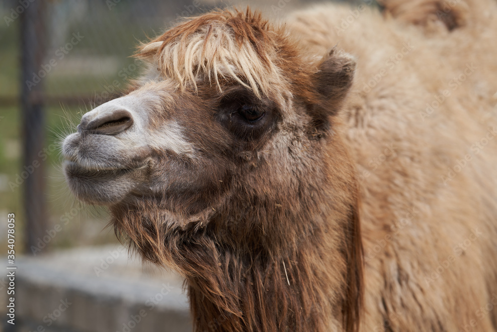 Fototapeta premium Bactrian camel family. Camel on camel farm with haystacks