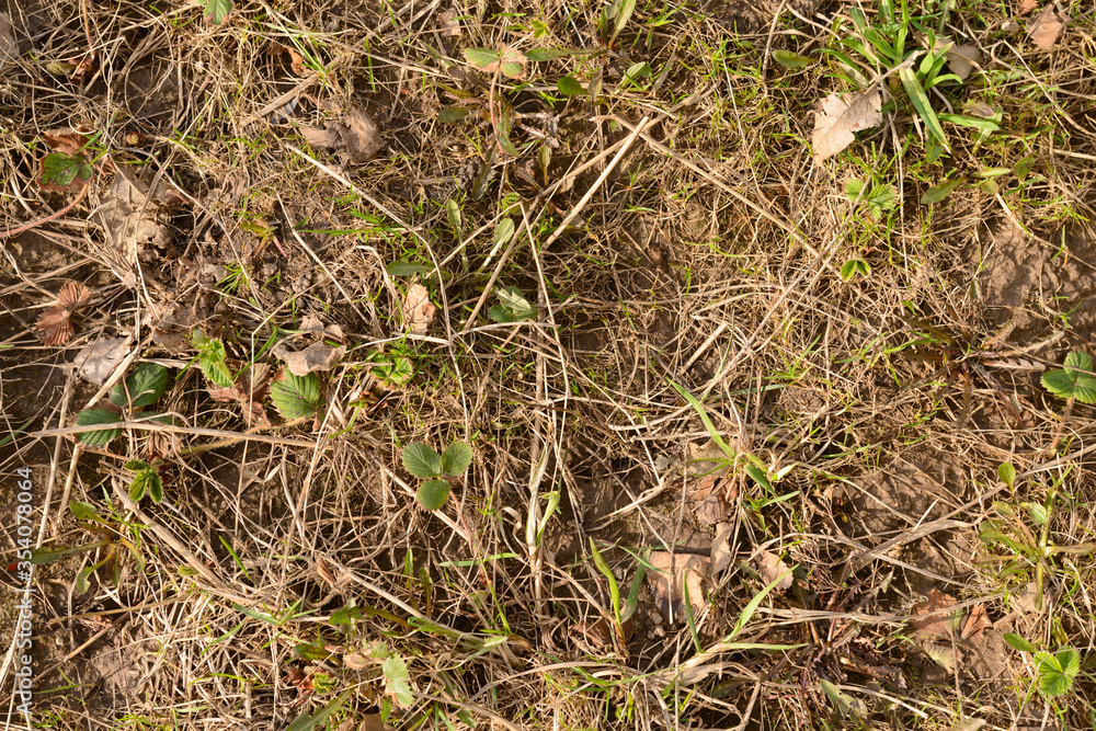 The surface of the earth with old dry grass and new young vegetation The surface of the earth with old dry grass and new young vegetation