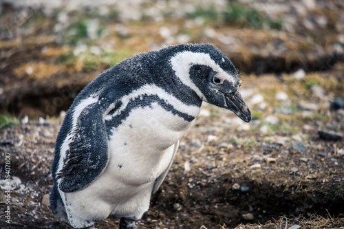 The Magellanic penguins in the Natural  Sanctuary on the Magdalena Island  Chile