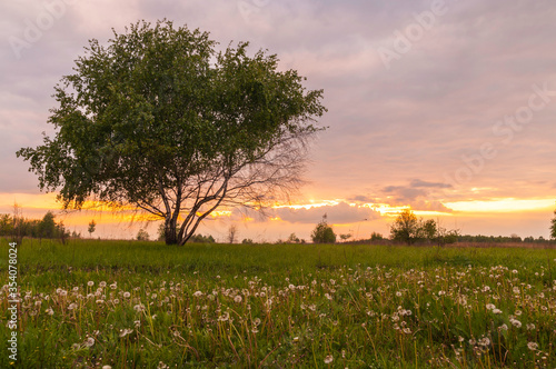 Fototapeta Naklejka Na Ścianę i Meble -  brzoza na tle zachodzącego słońca