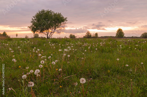 Fototapeta Naklejka Na Ścianę i Meble -  brzoza na tle zachodzącego słońca