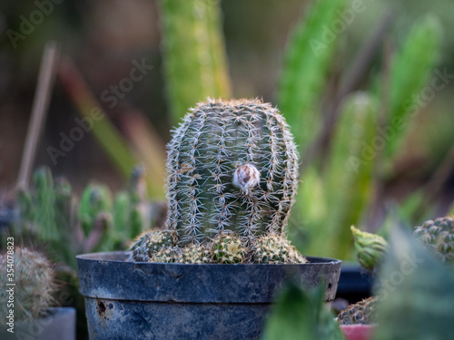 The cactus is in the pot 