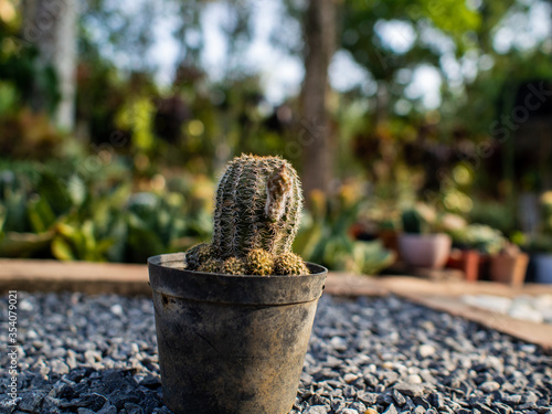 The cactus is in the pot 