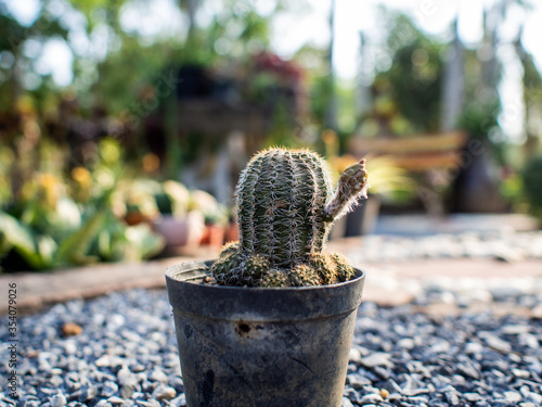 The cactus is in the pot 