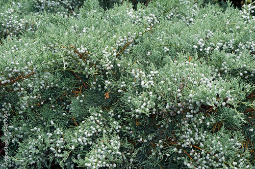 Grey Owl juniper (Juniperus virginiana 'Grey Owl') photo