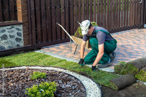 Gardener applying turf rolls in the backyard