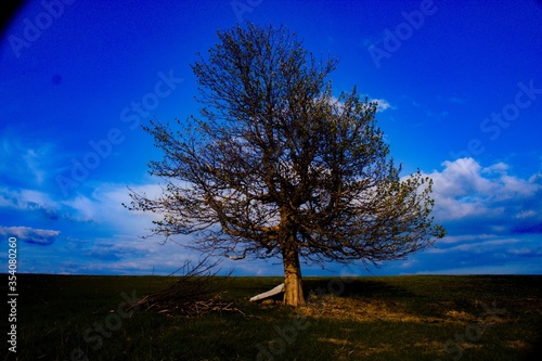 lonely tree at sunset