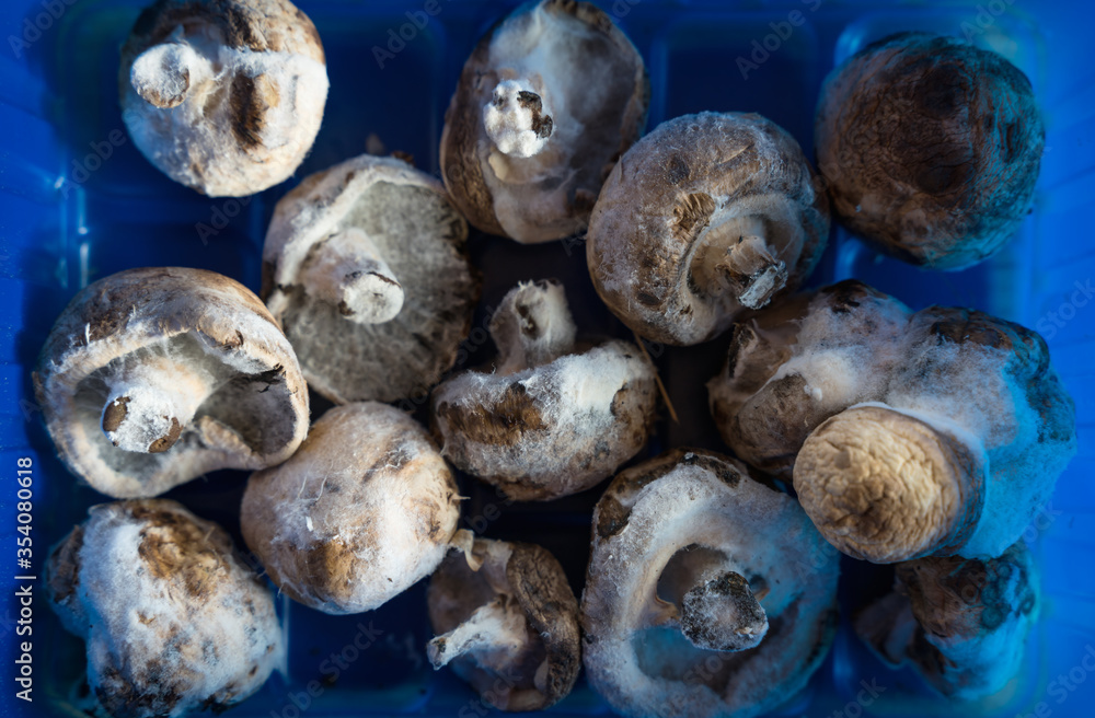 Close up of moldy champignon mushrooms in a plastic container symbolizing food waste Close up of moldy champignon mushrooms in a plastic container symbolizing food waste