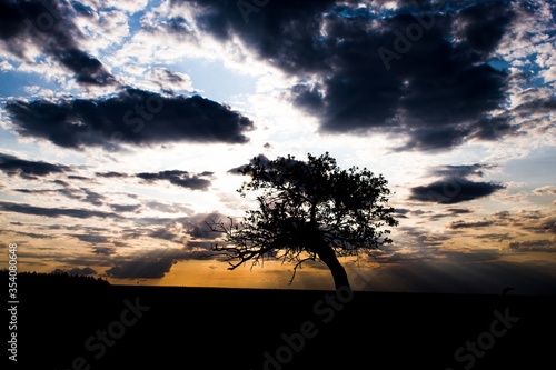 sunset in the forest