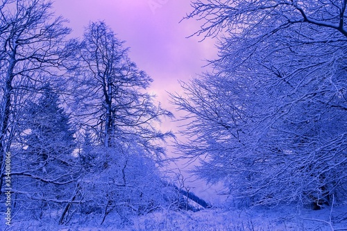 winter landscape with trees