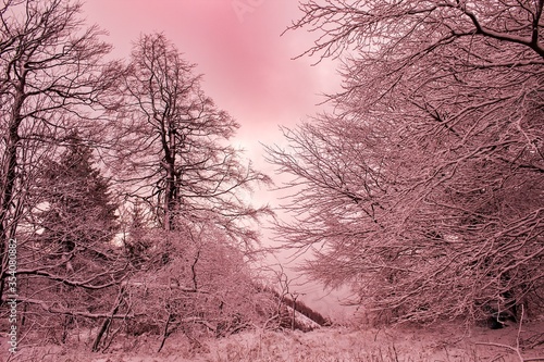 snow covered trees
