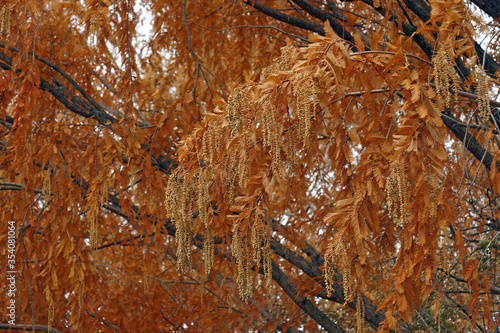 National Dawn redwood (Metasequoia glyptostroboides 'National'). photo