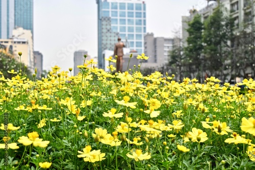 The pansy garden in the downtown. © Takayan