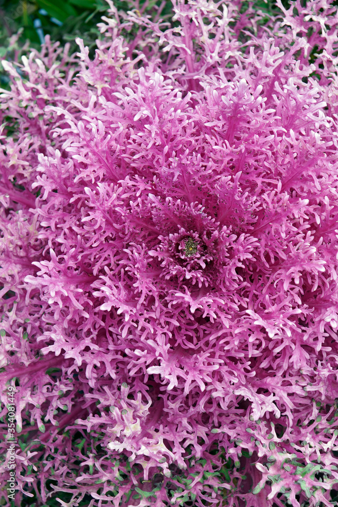 Ornamental Kale (Brassica oleracea). Called Leaf cabbage also Ornamental Kale (Brassica oleracea). Called Leaf cabbage also