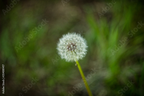 olinoic dandelion flower on a green background in a blur © XELAR