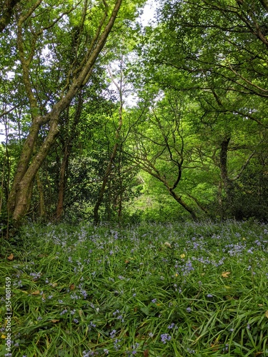 Fototapeta Naklejka Na Ścianę i Meble -  wild bluebell flowers in the forest