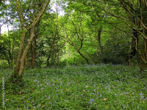 Fototapeta Naklejka Na Ścianę i Meble -  wild bluebell flowers in the forest