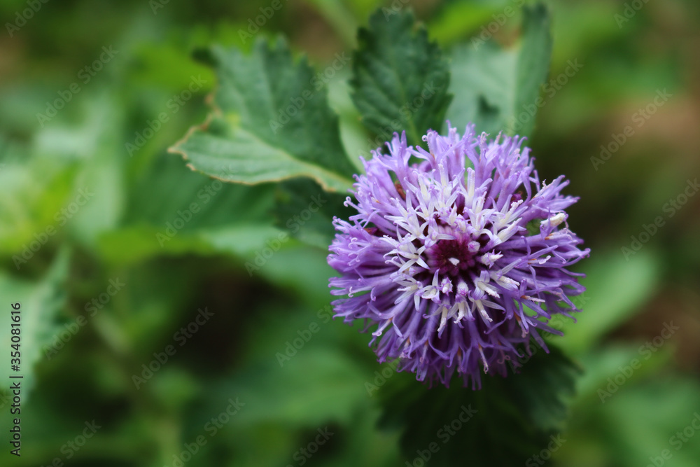A small purple color grass flower from India. A small purple color grass flower from India.